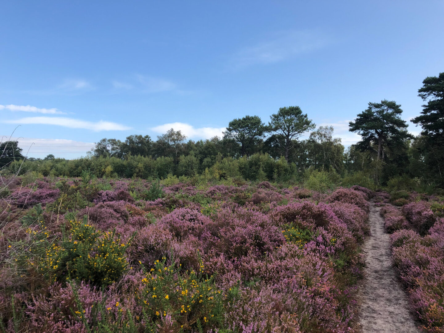 Upton Heath, Green Belt land in Dorset