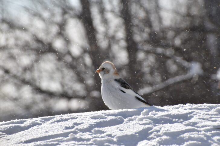 A snow bunting well camouflaged in the snow