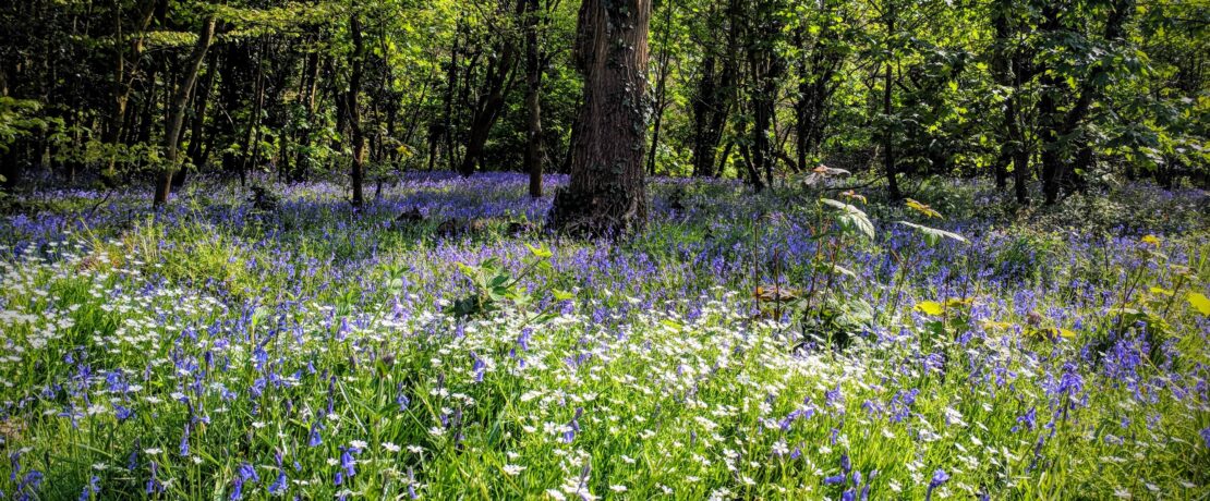 Bluebells growing in a Cotswold wood