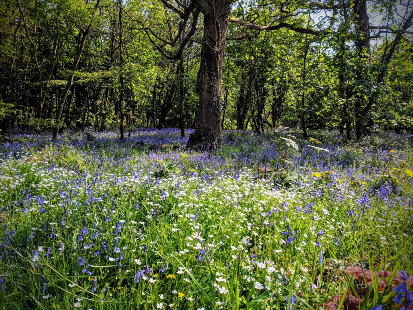 Bluebells growing in a Cotswold wood