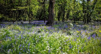 Bluebells growing in a Cotswold wood