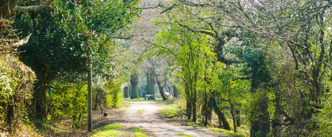 A track in the New Forest, Hampshire