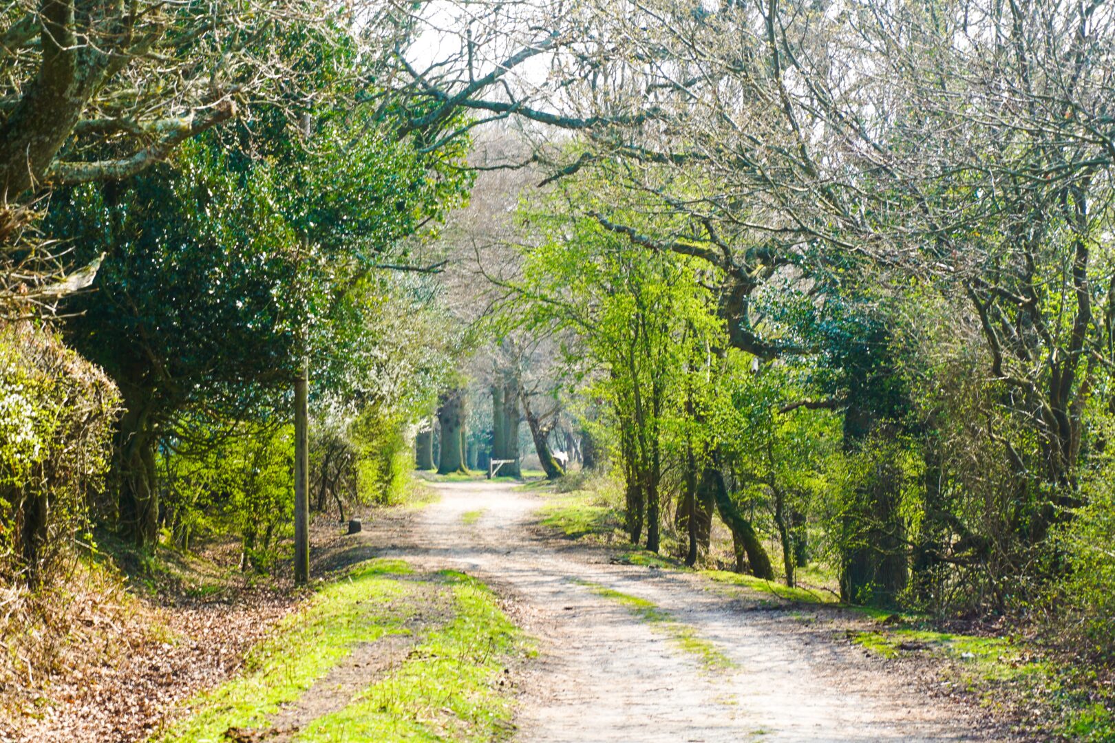 A track in the New Forest, Hampshire