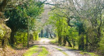 A track in the New Forest, Hampshire