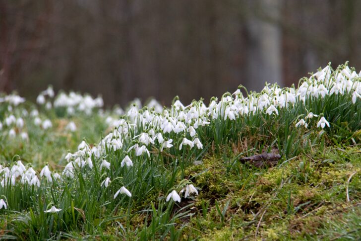 Snowdrops on hilly grass