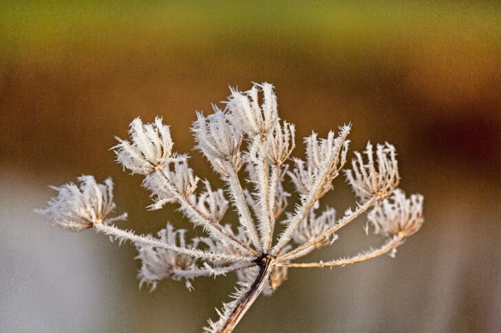 Hoar frost on a dead flower head