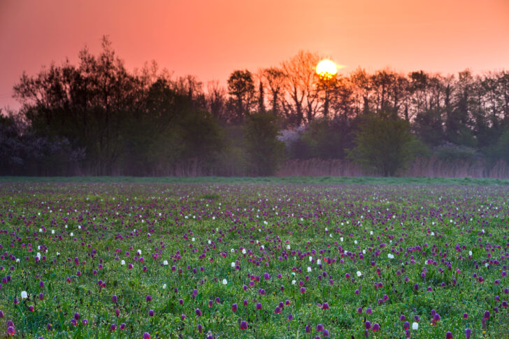 Sunrise over a meadow of Snake's Head fritillary (Fritillaria meleagris) wildflowers, North Meadow, Cricklade, Wiltshire.