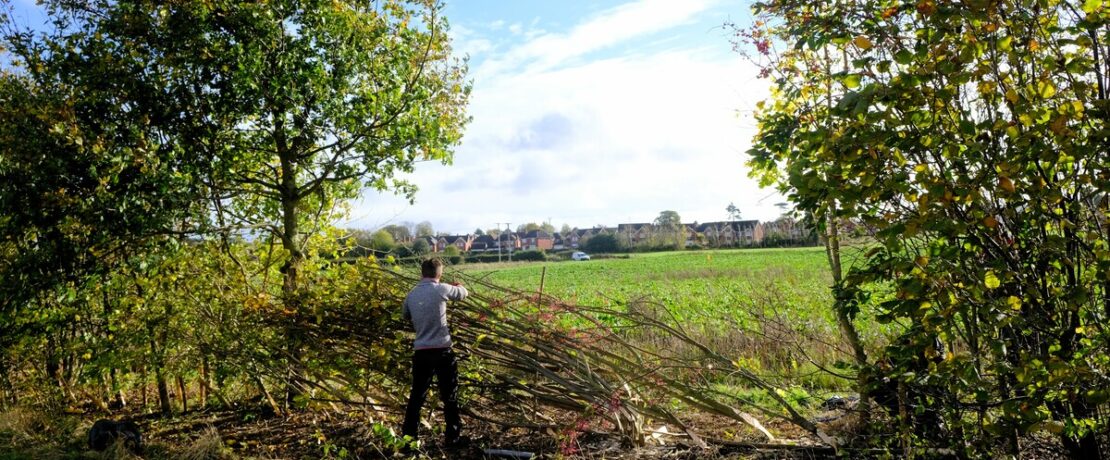 A person laying a hedge on a sunny day