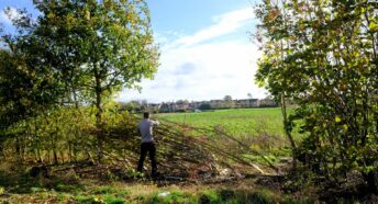 A person laying a hedge on a sunny day