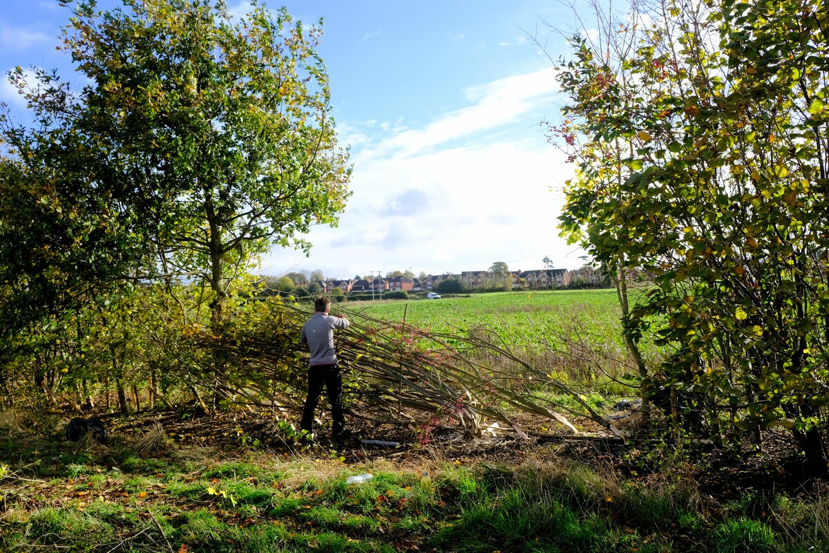 A person laying a hedge on a sunny day