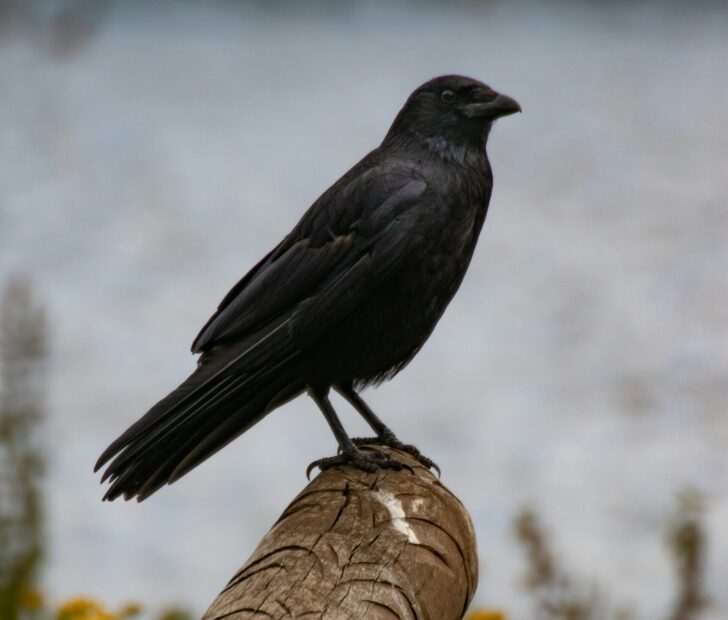 A carrion crow on a log perch