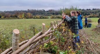 Agriculture students hedgelaying in Hampshire