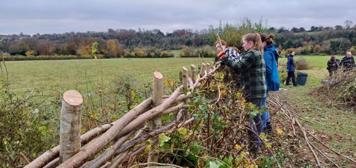 Agriculture students hedgelaying in Hampshire