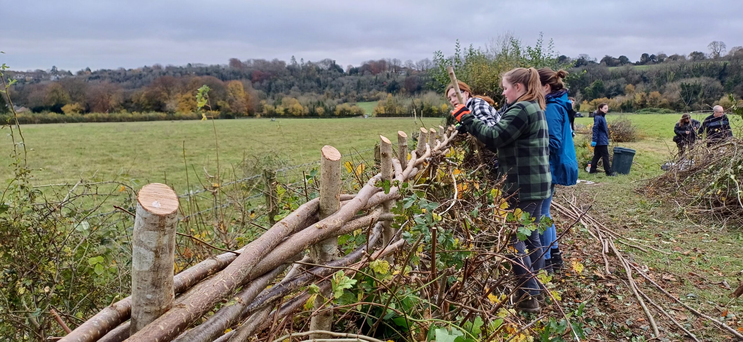 Agriculture students hedgelaying in Hampshire