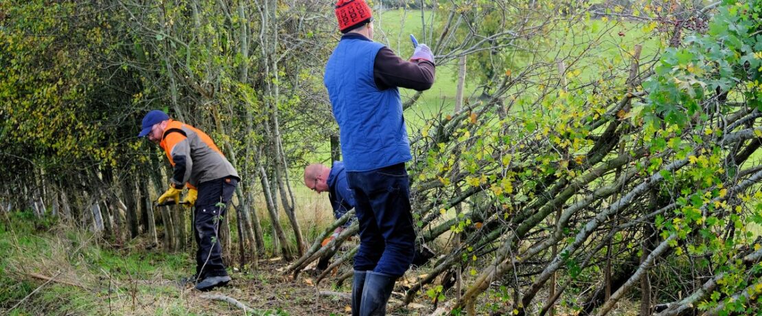 Volunteers laying a hedge