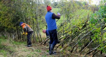 Volunteers laying a hedge