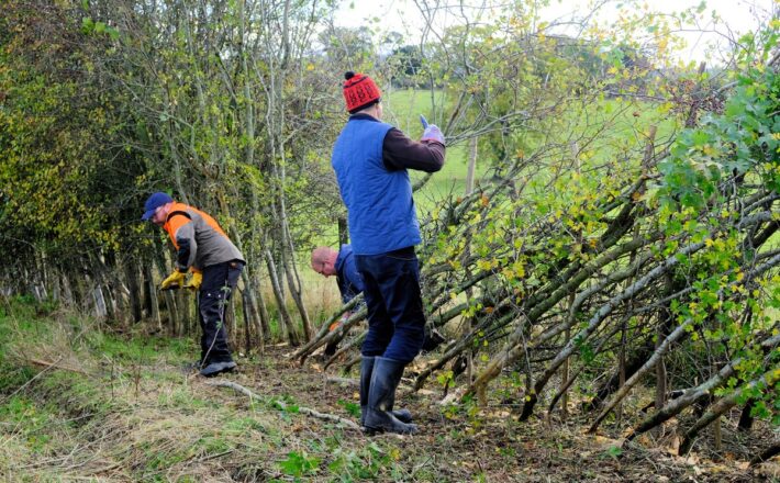 Volunteers laying a hedge