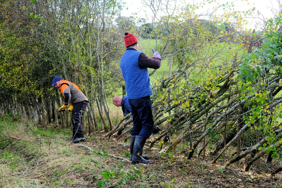 Volunteers laying a hedge
