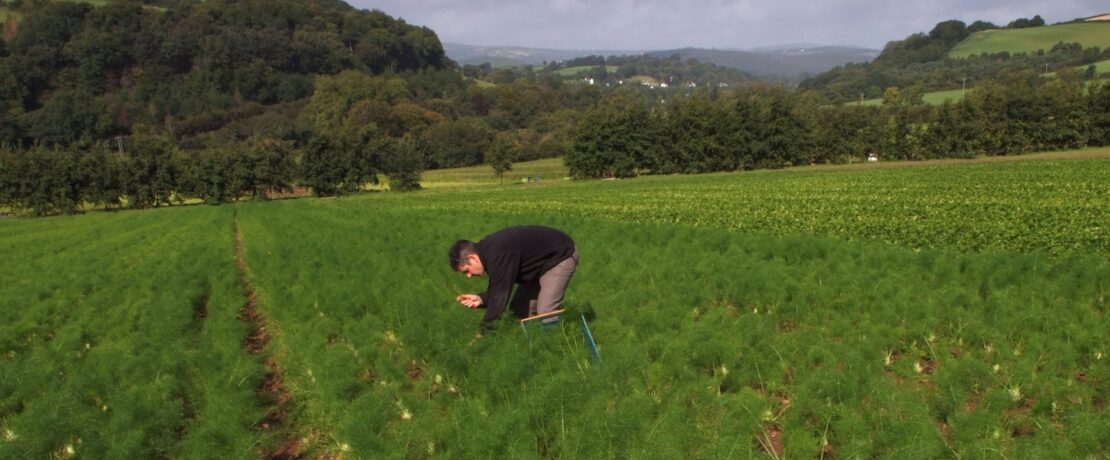 Growing fennel at Riverford Organic Farms, Dartington, Devonshire