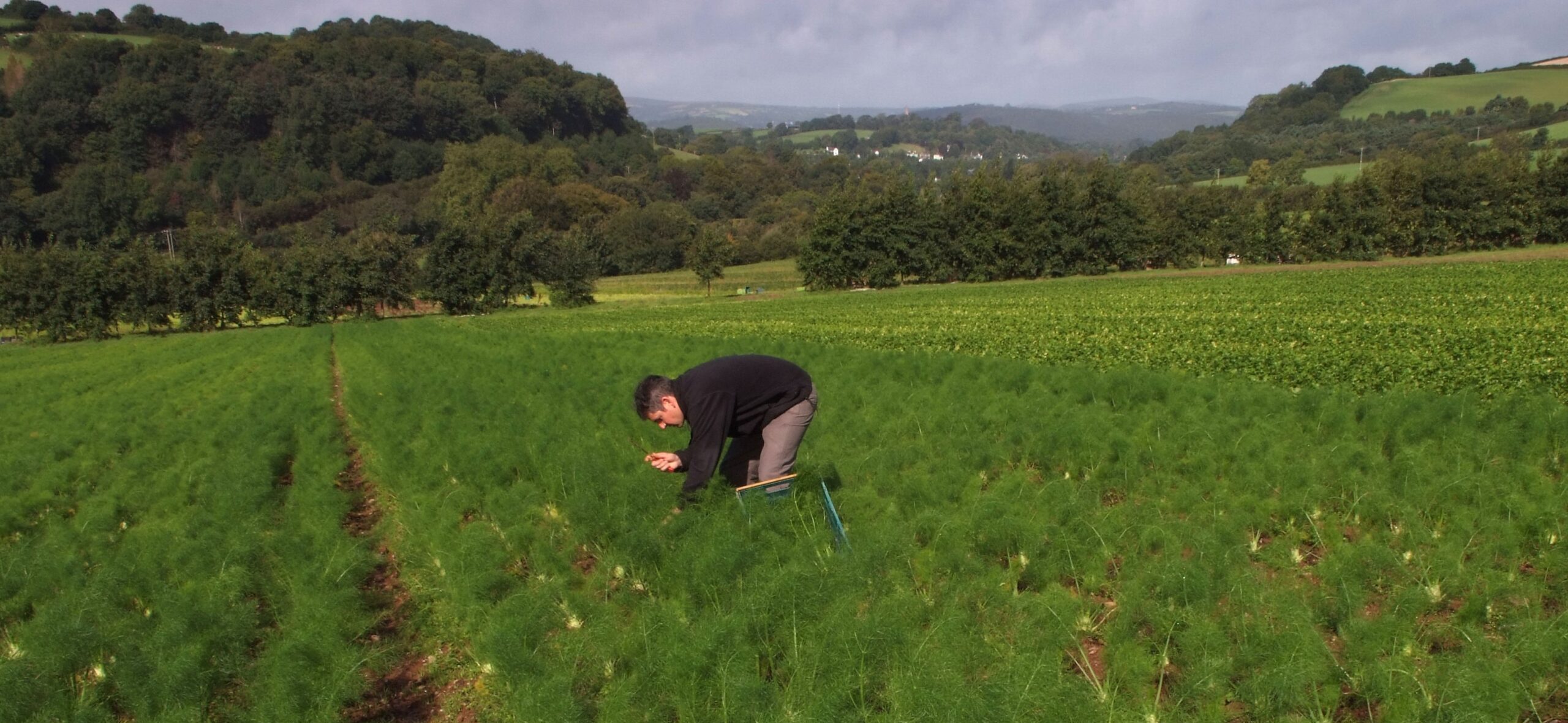 Growing fennel at Riverford Organic Farms, Dartington, Devonshire