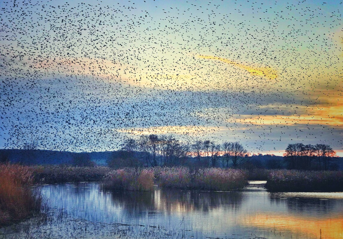 Starling murmuration in winter at sunset