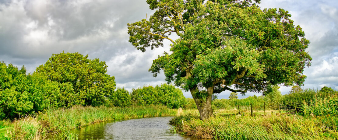 A stream flowing through typical English countryside
