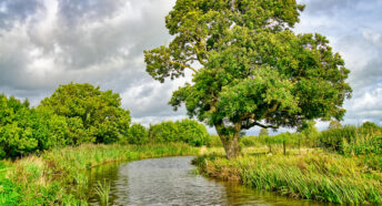 A stream flowing through typical English countryside