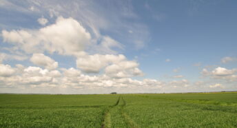 Fenland in south west Norfolk