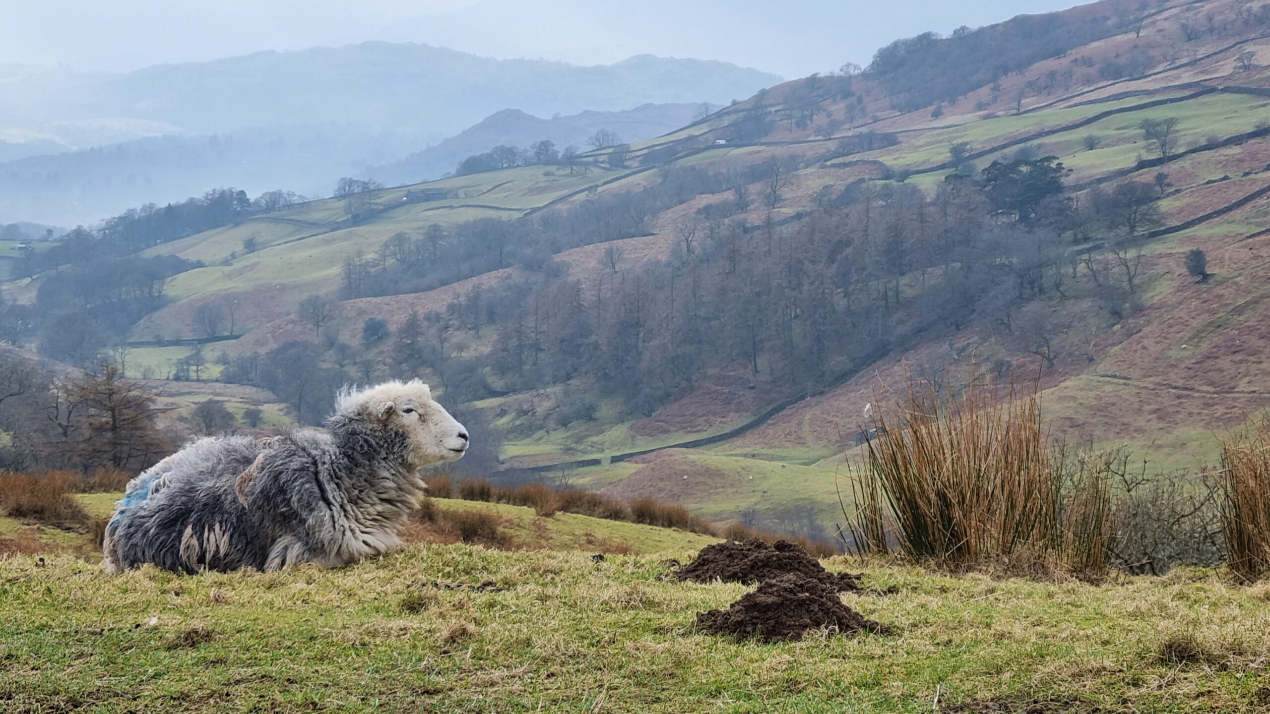 Sheep lying down on the grass