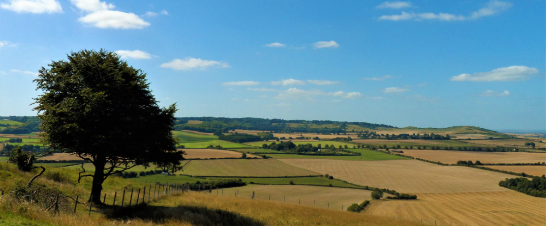 Photograph of tree and fields