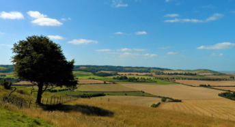 Photograph of tree and fields
