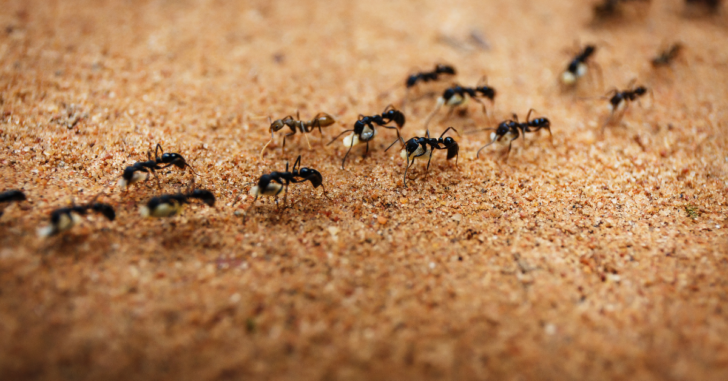 Colony of ants