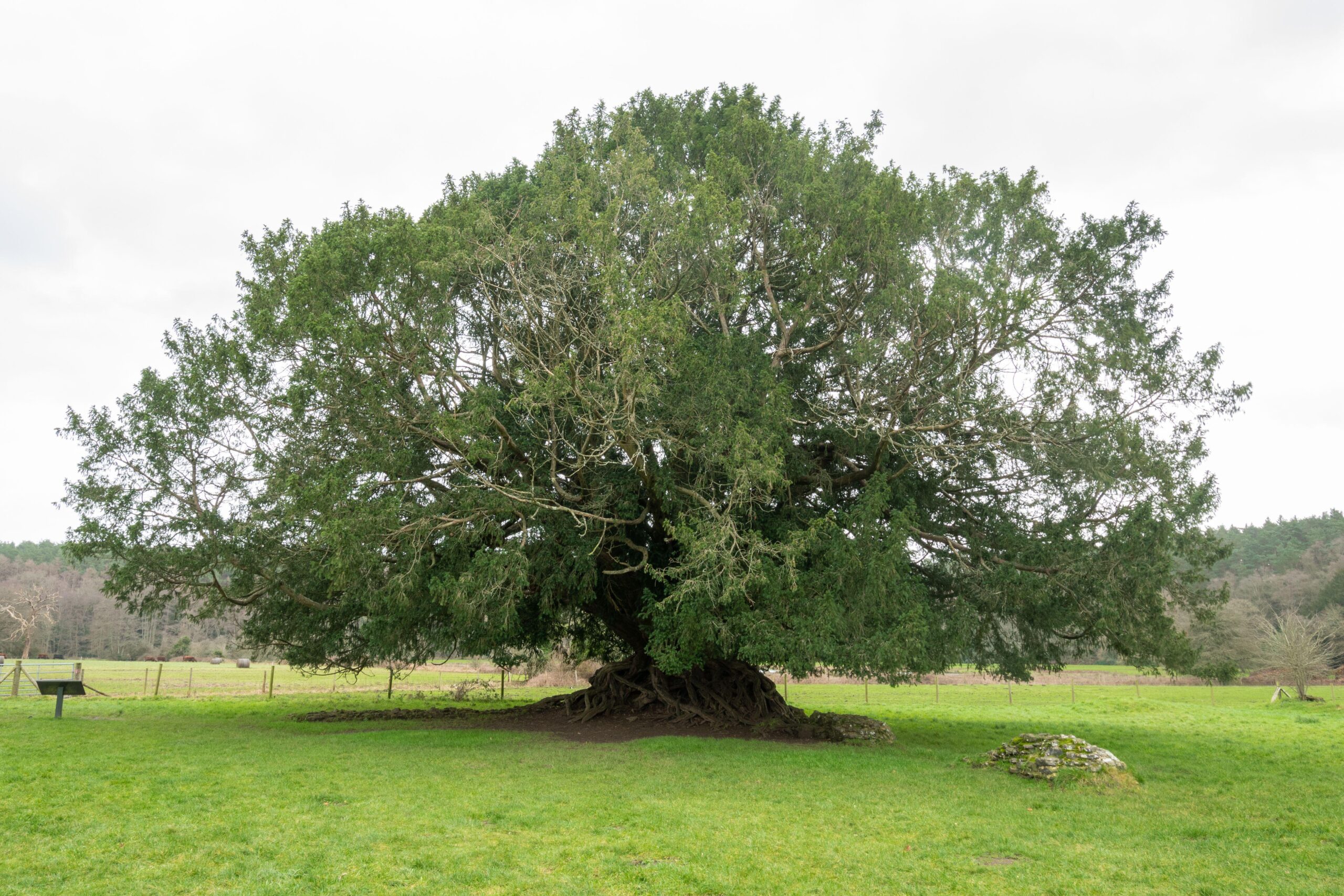 The Waverley Abbey yew, an ancient yew tree voted 2022 tree of the Year in Surrey, England, UK