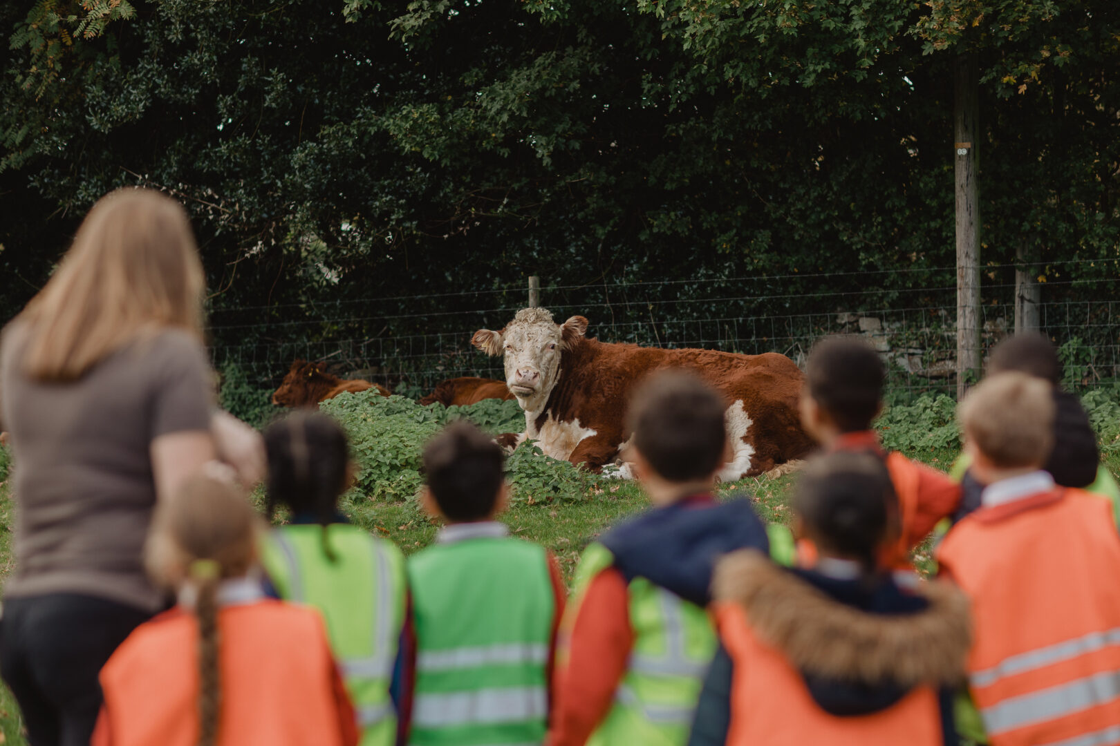 Photo of a children in some high vis jackets looking at a cow on a farm