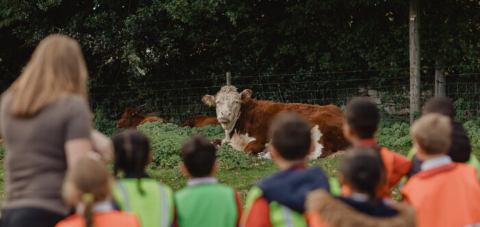 Photo of a children in some high vis jackets looking at a cow on a farm