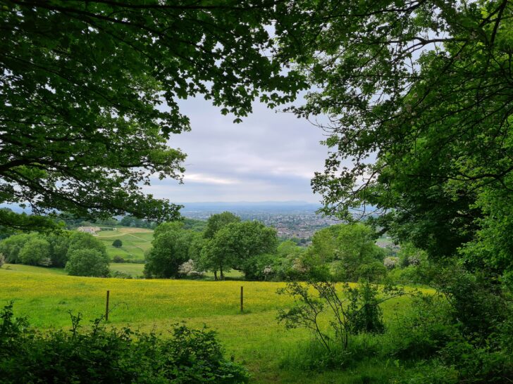 Countryside view with town in background, framed by a tree
