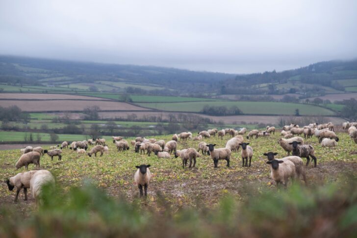 Sheep on farmland