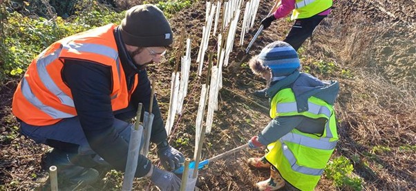 Young boy and man planting hedgerows