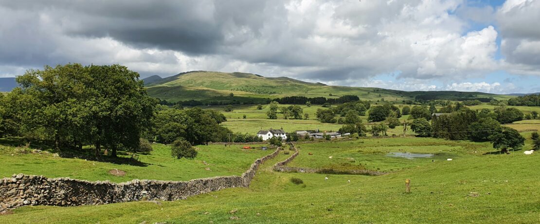a grassy field with trees and a body of water in the distance