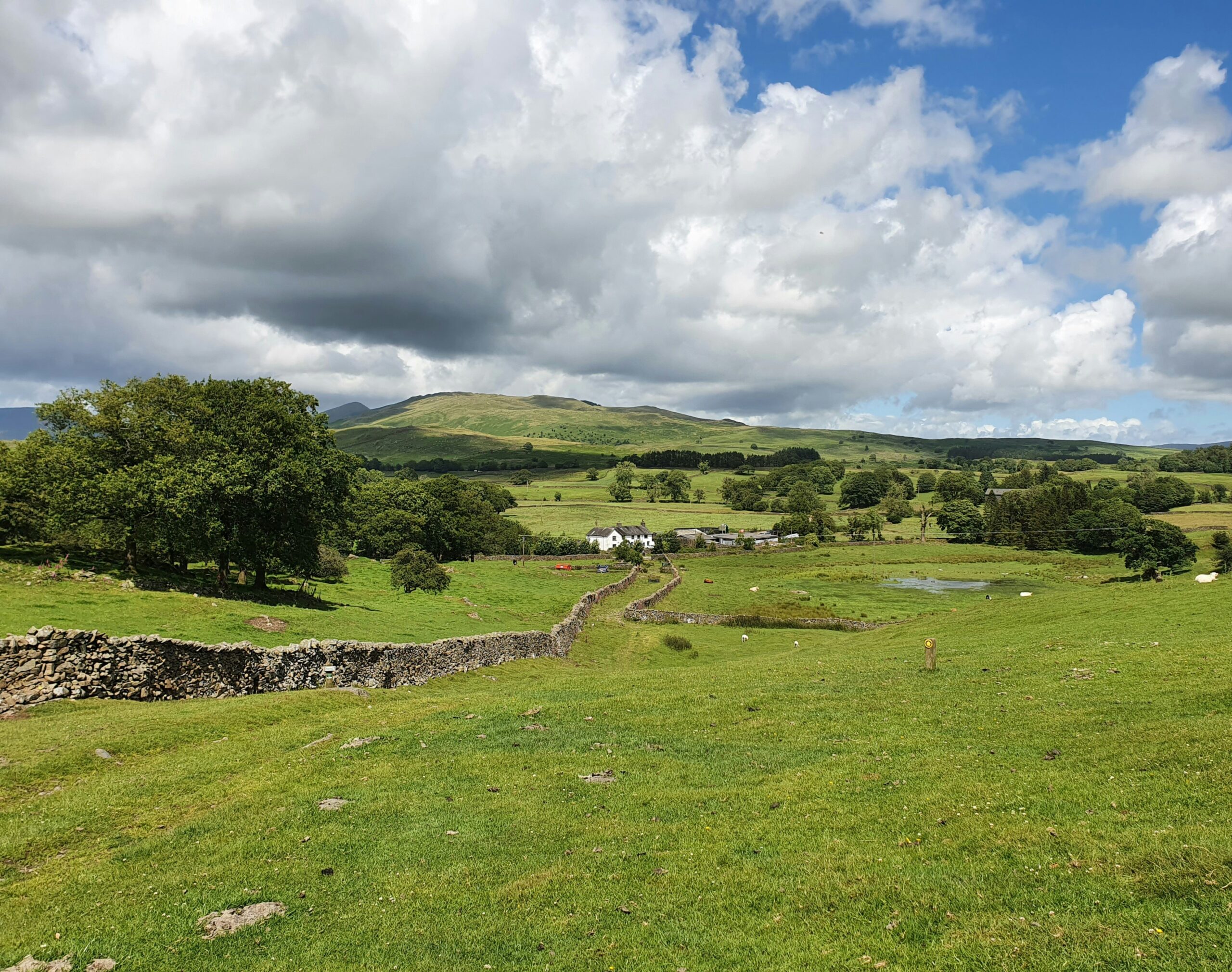 a grassy field with trees and a body of water in the distance