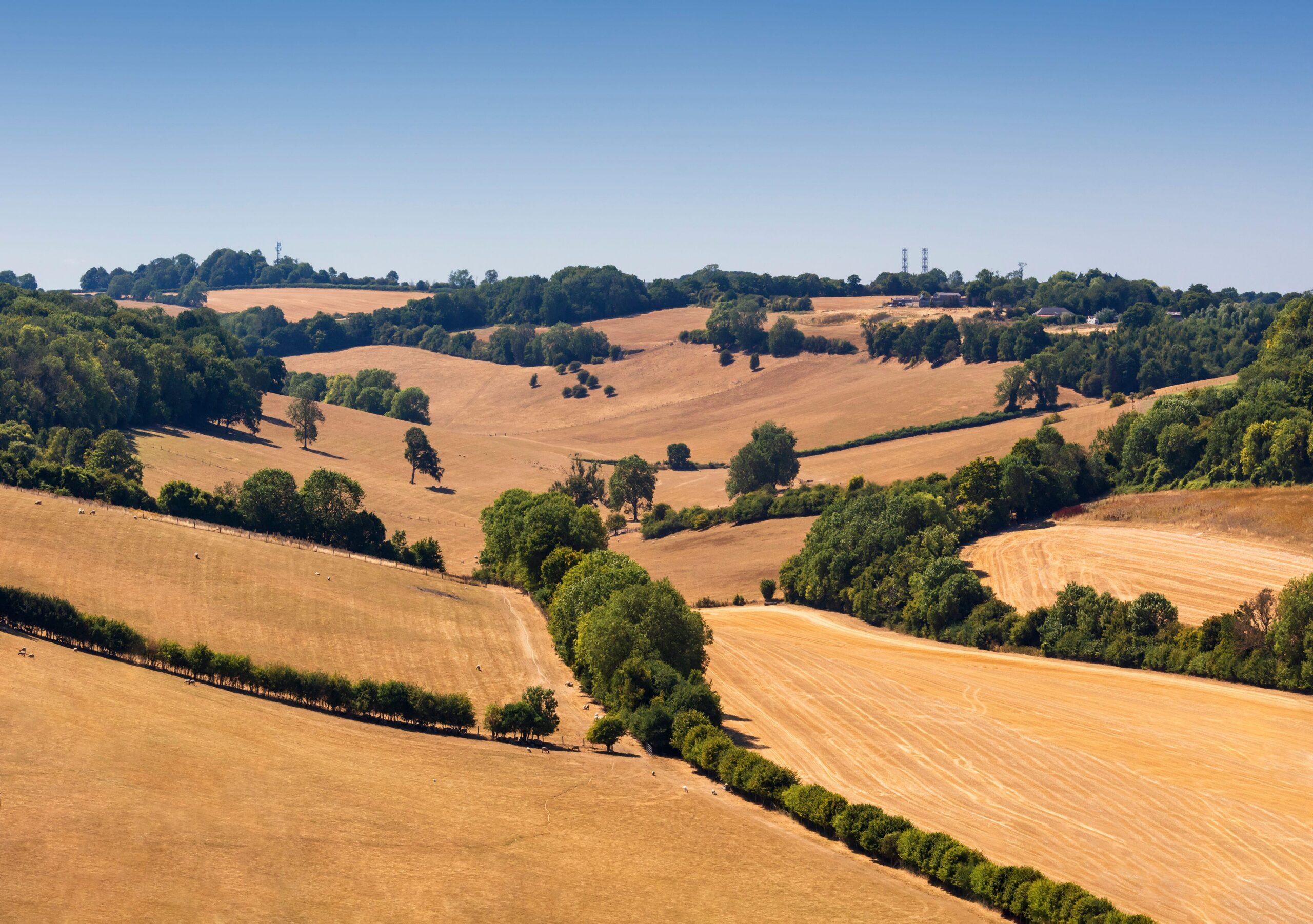 The parched landscape of Bromley, South London, during the 2022 heatwave.