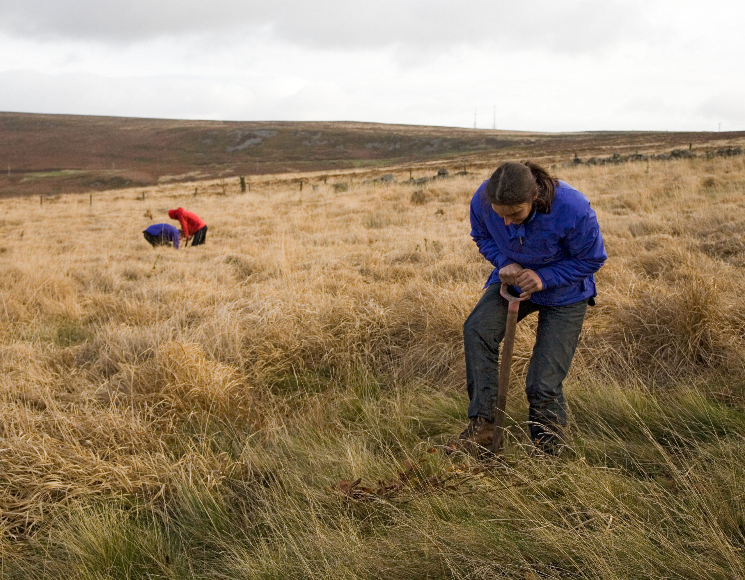Volunteers planting trees on open moorland Blorenge Wales UK
