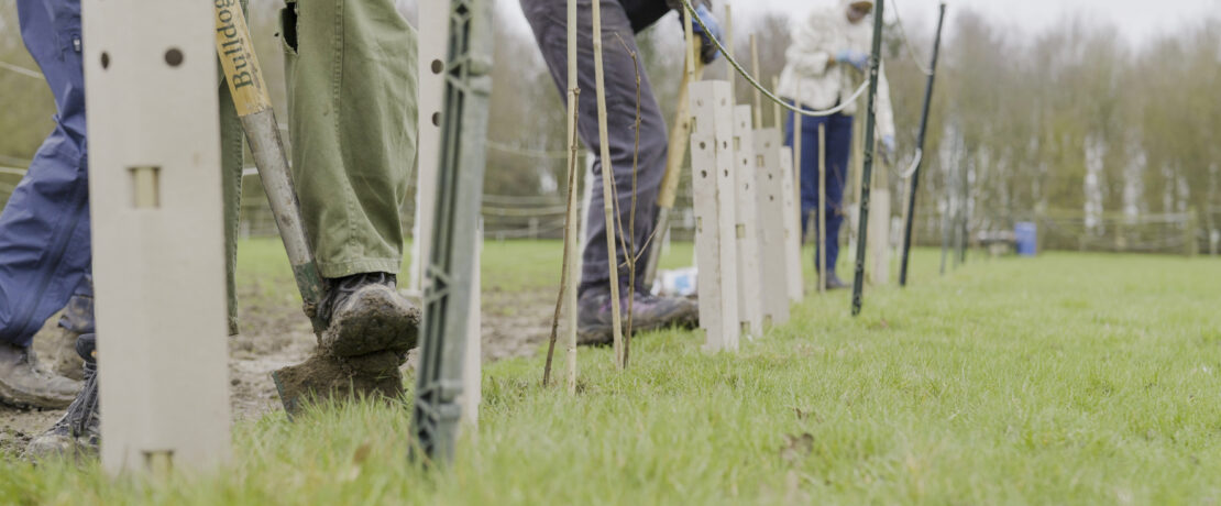 Hedgentines Day 2026.