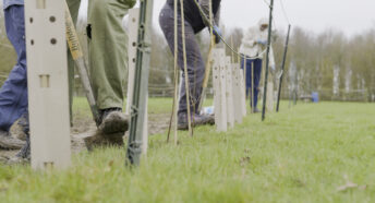 Hedgentines Day 2026.