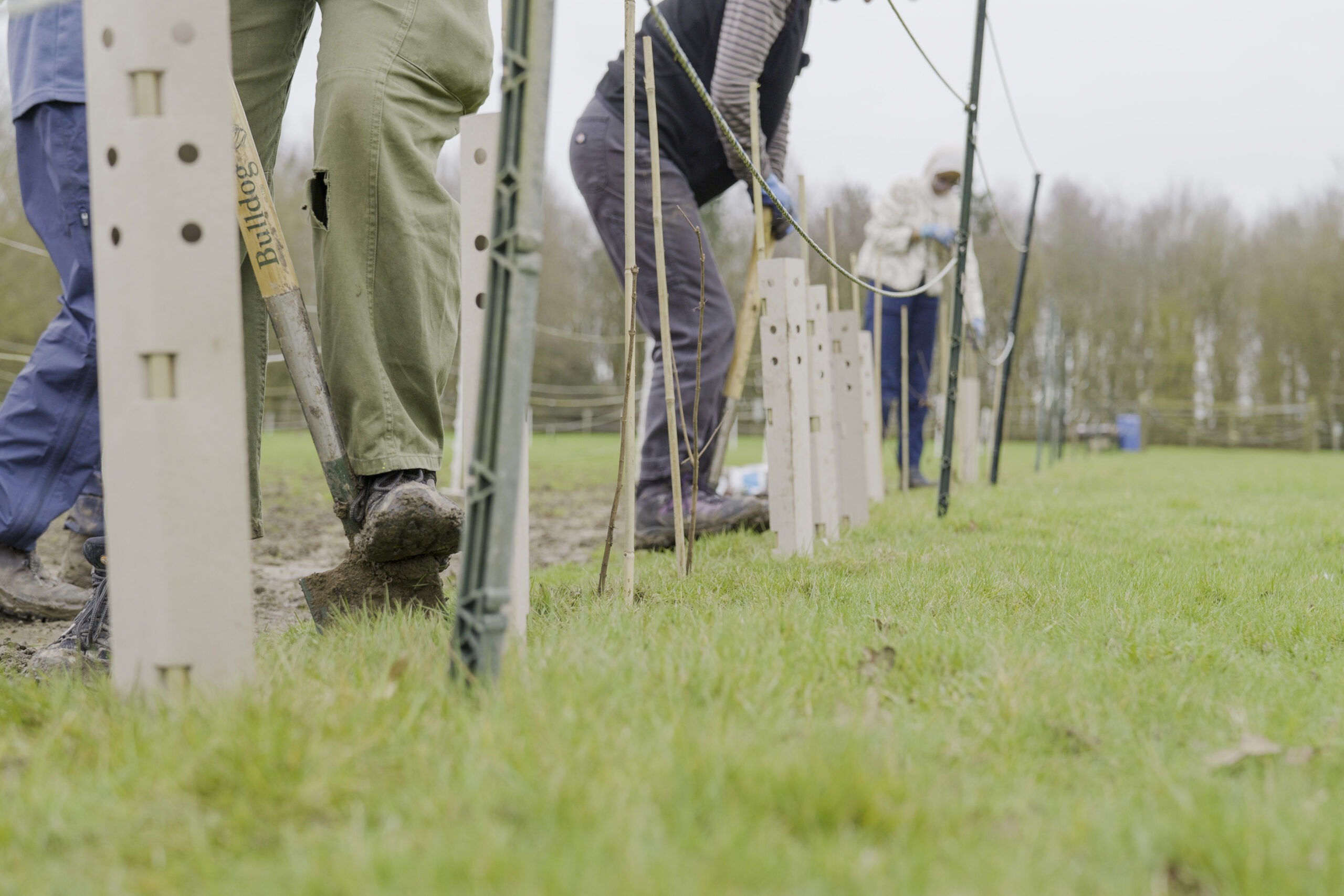 Hedgentines Day 2026.