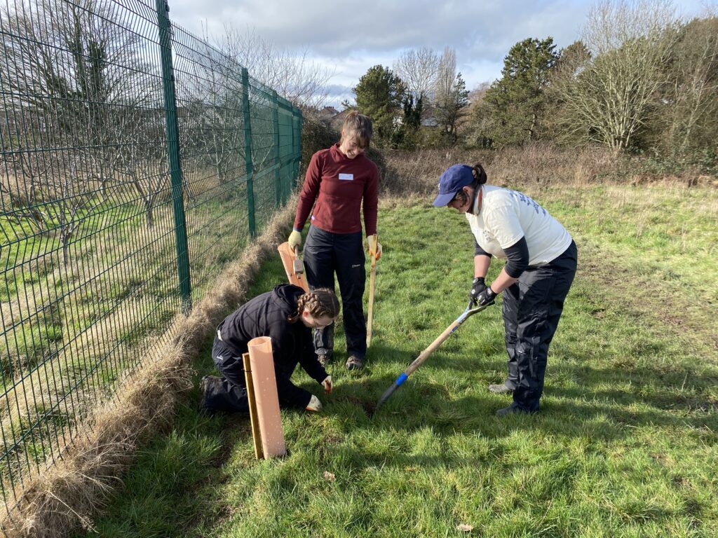 Young people planting hedgerow at The Bridge Community Farm, Cheshire, during Hedgentines Day 2026.