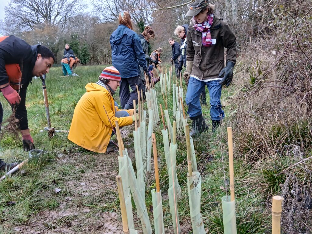 Young people planting hedge tree whips in Sandy Lane, Hampshire, during Hedgentines Day 2026.