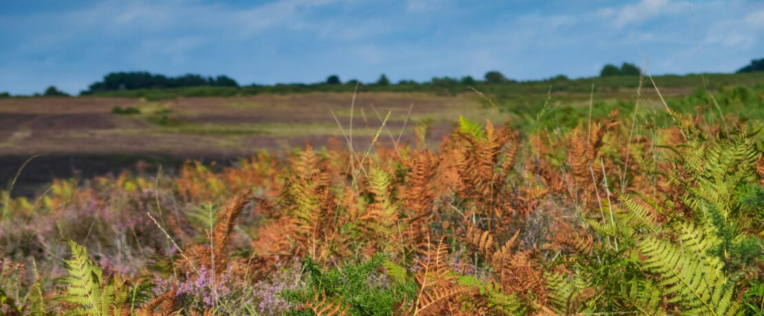 green and brown fern plant field