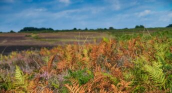 green and brown fern plant field