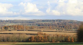 large field with trees in the background